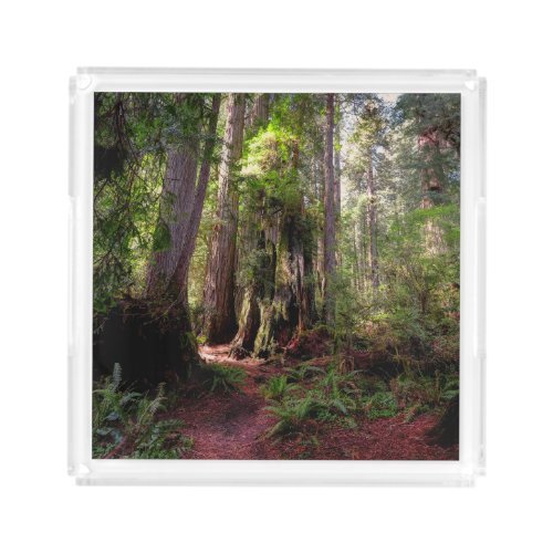 Forests  Redwood Forest California Acrylic Tray