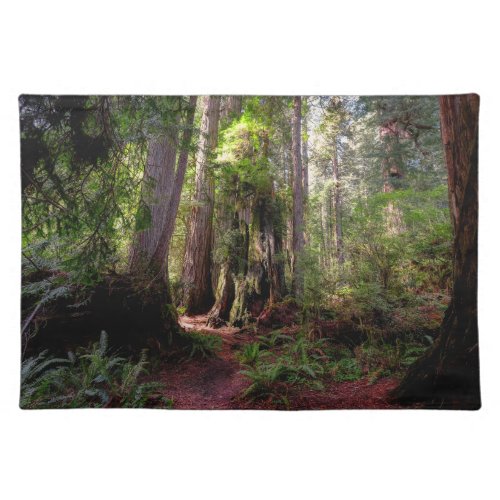 Forests  Redwood Forest California Cloth Placemat