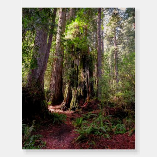 Forests  Redwood Forest California Foam Board