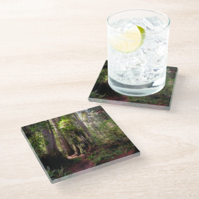 Forests | Redwood Forest California Glass Coaster (Angled)