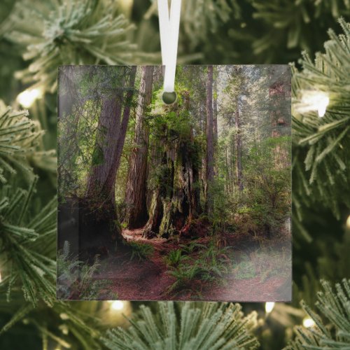 Forests  Redwood Forest California Glass Ornament