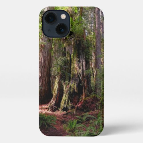 Forests  Redwood Forest California iPhone 13 Case