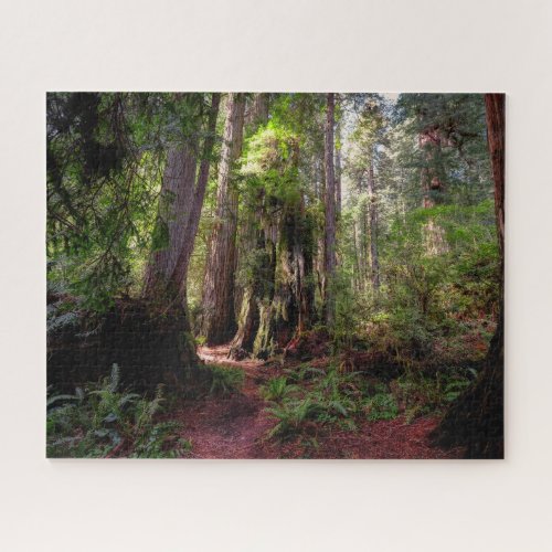 Forests  Redwood Forest California Jigsaw Puzzle