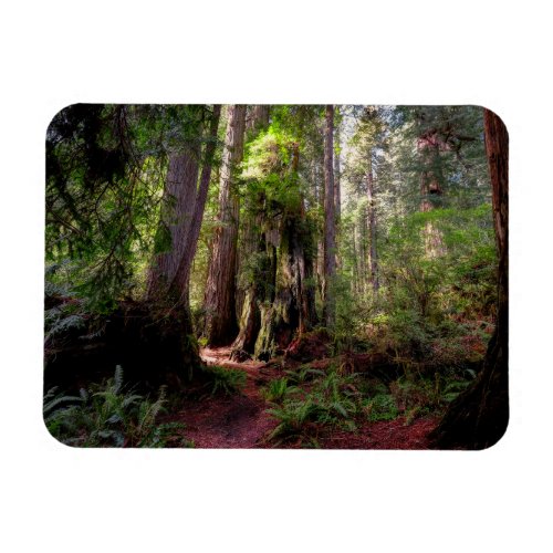 Forests  Redwood Forest California Magnet