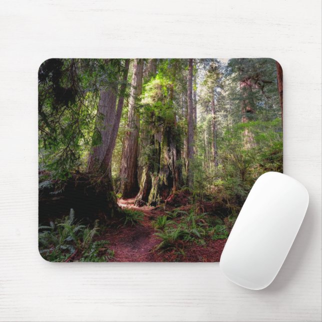Forests | Redwood Forest California Mouse Pad (With Mouse)