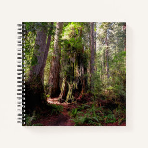 Forests Redwood Forest California Notebook