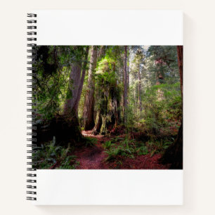 Forests   Redwood Forest California Notebook