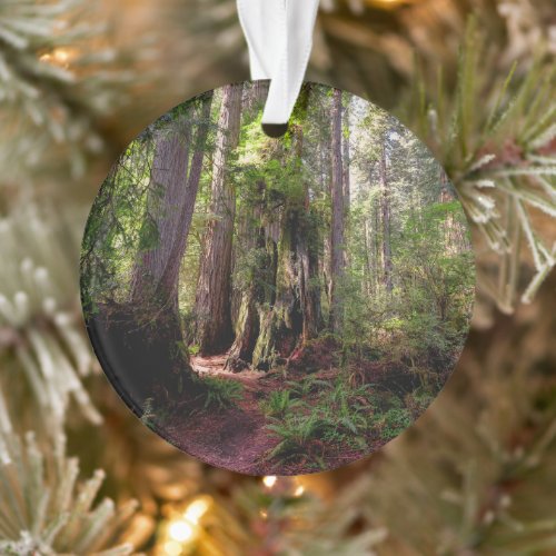 Forests  Redwood Forest California Ornament