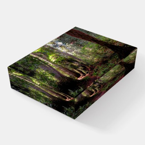 Forests  Redwood Forest California Paperweight