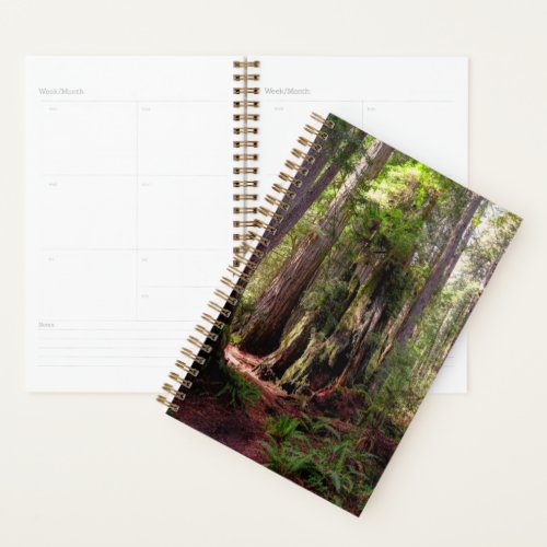 Forests  Redwood Forest California Planner