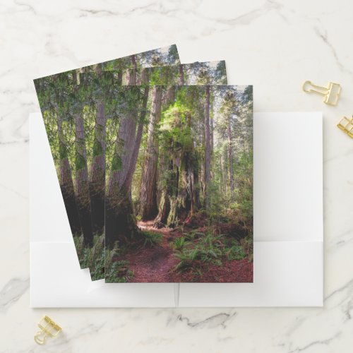 Forests  Redwood Forest California Pocket Folder