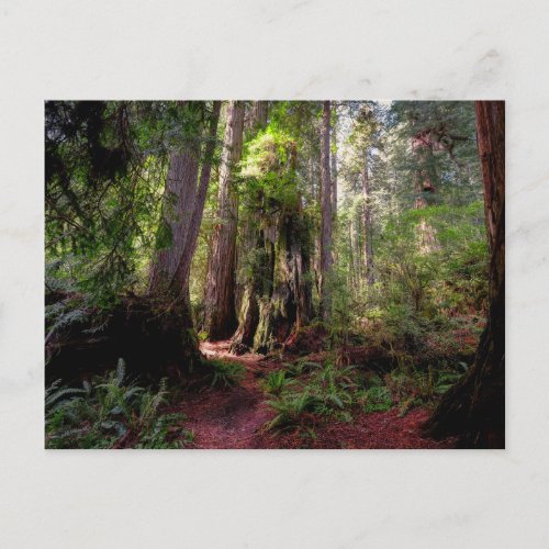 Forests  Redwood Forest California Postcard