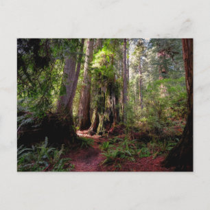 Forests Redwood Forest California Postcard