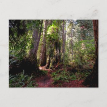 Forests | Redwood Forest California Postcard by intothewild at Zazzle