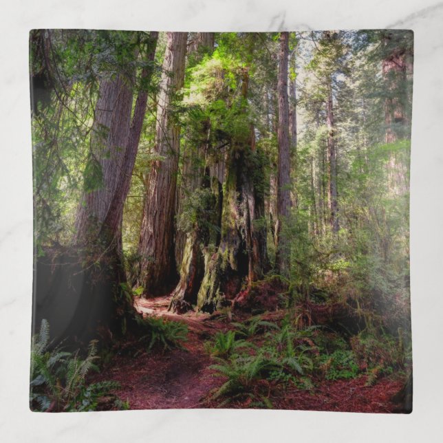 Forests | Redwood Forest California Trinket Tray (Front)