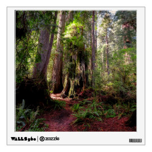 Forests Redwood Forest California Wall Decal