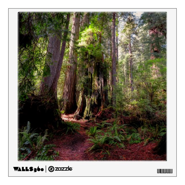 Forests | Redwood Forest California Wall Decal (Front)