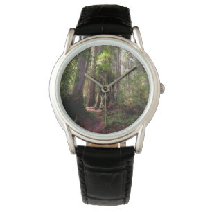 Forests   Redwood Forest California Watch
