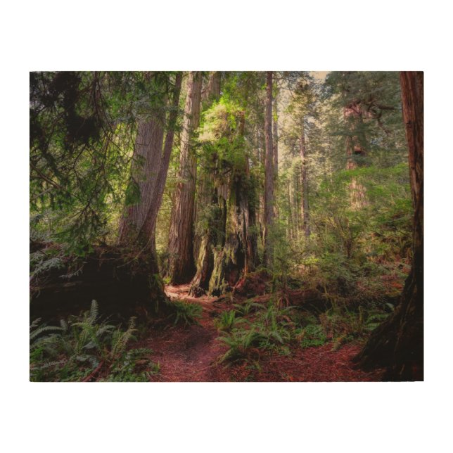 Forests | Redwood Forest California Wood Wall Art (Front)