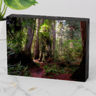 Forests Redwood Forest California Wooden Box Sign