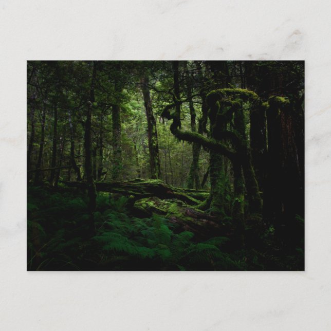 Forests | Routeburn Track Fiordland National Park Postcard (Front)