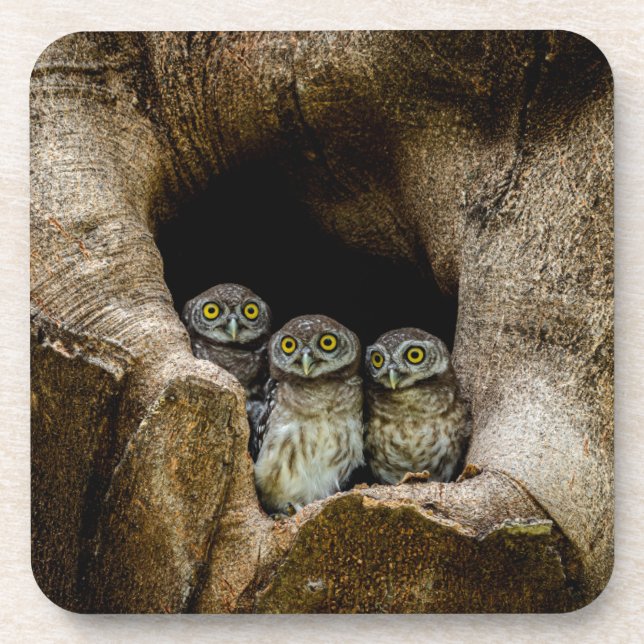 Forests | Three Owls Looking Beverage Coaster (Front)