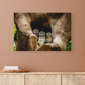 Forests | Three Owls Looking Canvas Print by intothewild at Zazzle