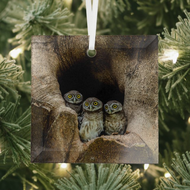 Forests | Three Owls Looking Glass Ornament (Insitu)