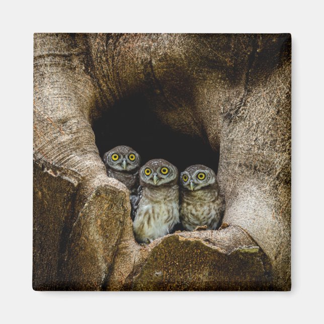 Forests | Three Owls Looking Magnet (Front)