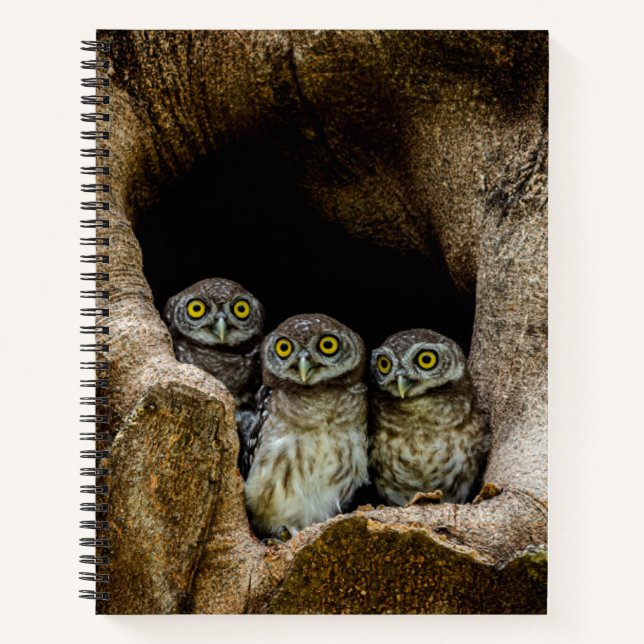 Forests | Three Owls Looking Notebook (Front)