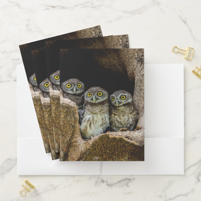 Forests | Three Owls Looking Pocket Folder (In Situ)