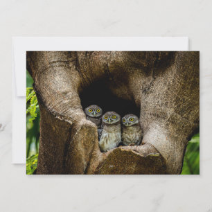 Forests Three Owls Looking Thank You Card