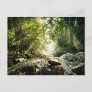 Forests Tropical Jungle Forest Postcard
