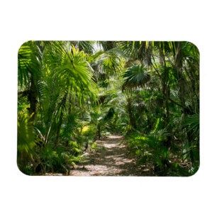 Forests Tropical Rainforest Tulum Mexico Magnet