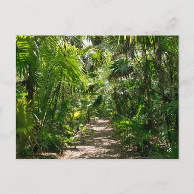 Forests | Tropical Rainforest Tulum Mexico Postcard (Front)