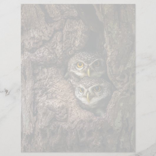Forests | Two Owls Looking (Front)