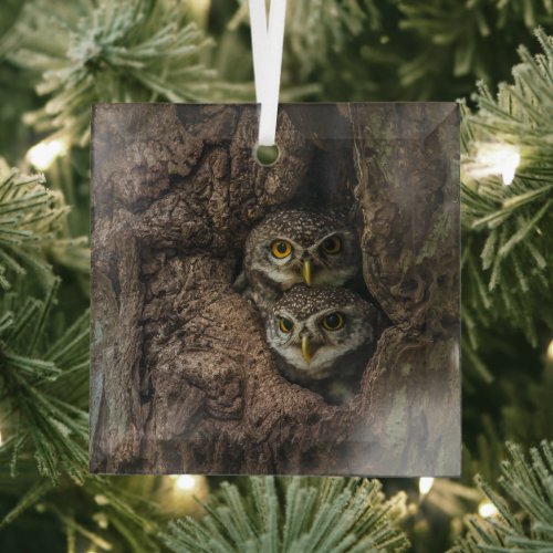 Forests  Two Owls Looking Glass Ornament