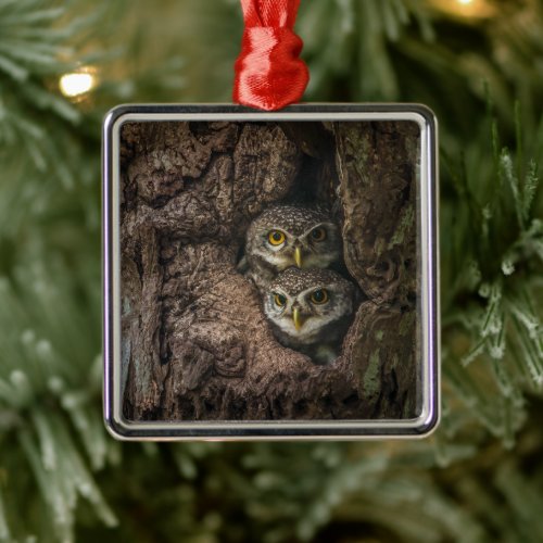 Forests  Two Owls Looking Metal Ornament