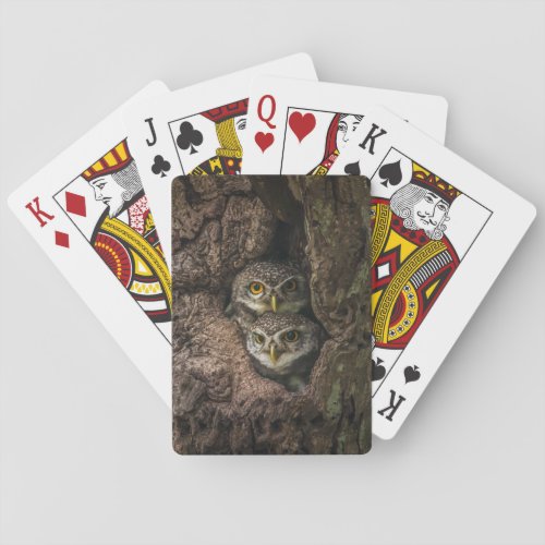 Forests  Two Owls Looking Poker Cards