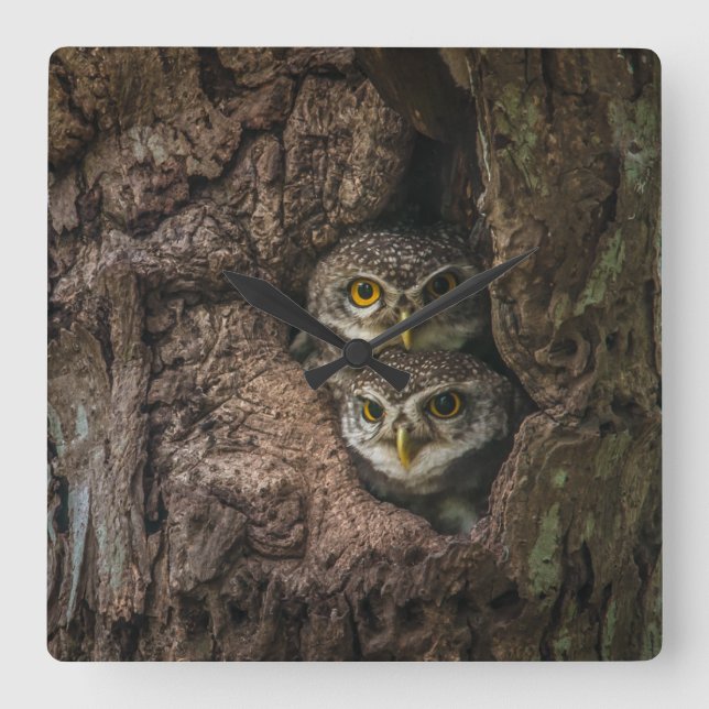 Forests | Two Owls Looking Square Wall Clock (Front)