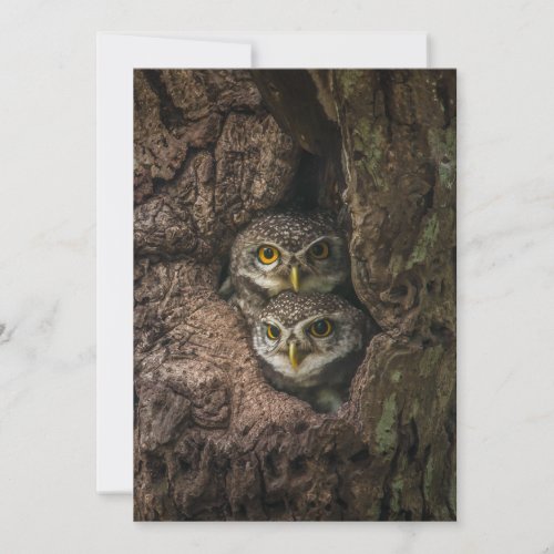 Forests  Two Owls Looking Thank You Card
