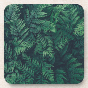 Forests   Woodland Ferns Beverage Coaster