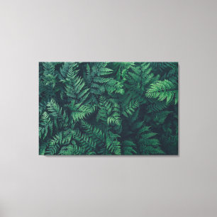 Forests   Woodland Ferns Canvas Print