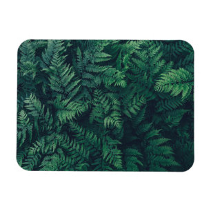 Forests   Woodland Ferns Magnet