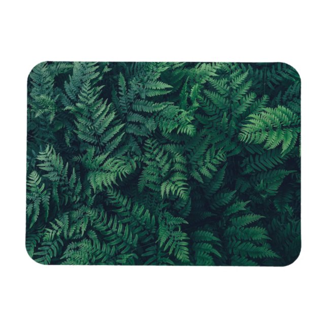 Forests | Woodland Ferns Magnet (Horizontal)
