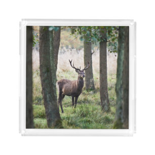 Forests Woodlands & Red Deer Acrylic Tray