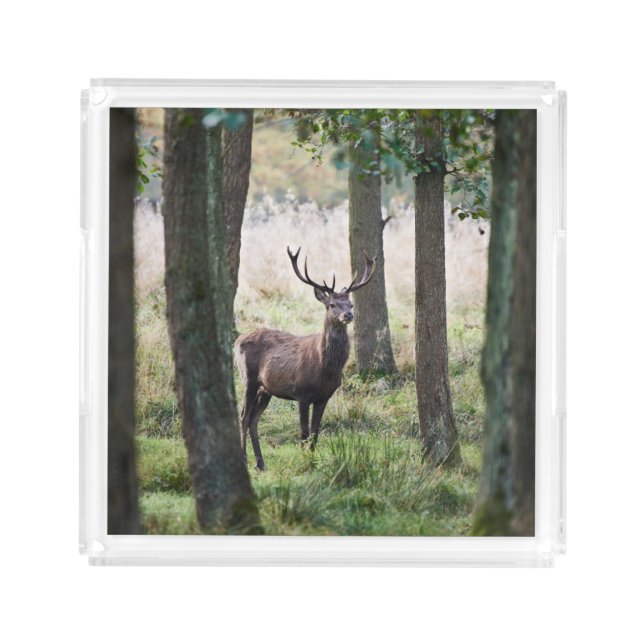 Forests | Woodlands & Red Deer Acrylic Tray (Front)