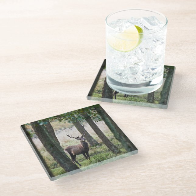 Forests | Woodlands & Red Deer Glass Coaster (Angled)