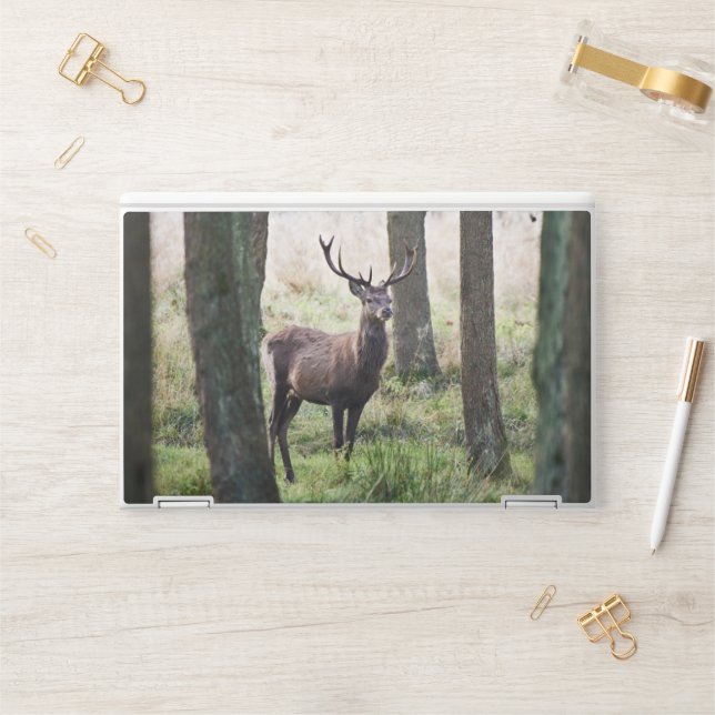 Forests | Woodlands & Red Deer HP Laptop Skin (Desk)