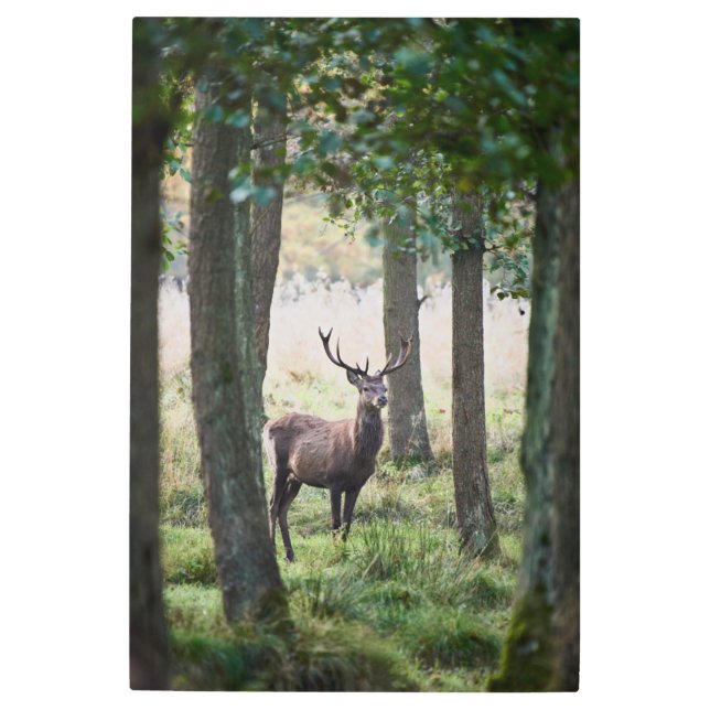 Forests | Woodlands & Red Deer Metal Print (Front)